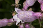 Longsepal beardtongue